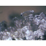 Микроскоп стереоскопический BRESSER Erudit ICD 20x/40x